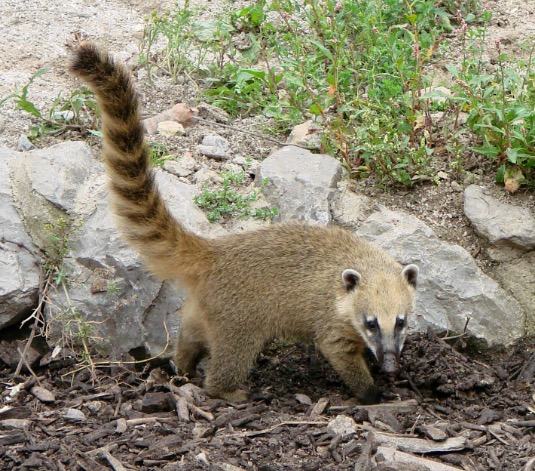 Coati