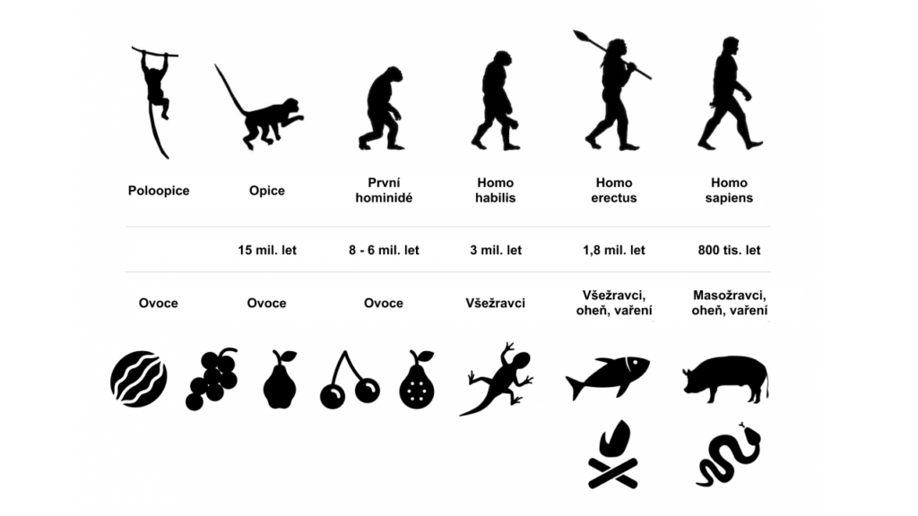 Schéma - vývoj stravování člověka